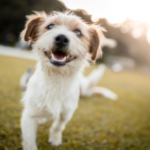 One in three dogs in the UK found with ticks