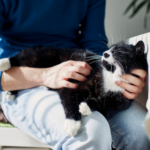 Get The Hampshire Vet’s 6-point cat checklist to do at home
