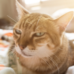 12 signs that your cat could be in pain