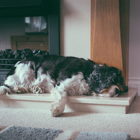 Home care tips for arthritic dogs from Hampshire Vets