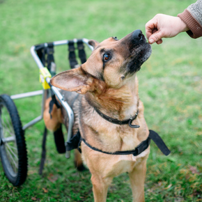 Get Jamie & Emily’s practical guide to improving your disabled dog’s life