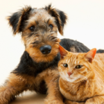 Jamie shares signs of kidney and heart diseases in dogs and cats