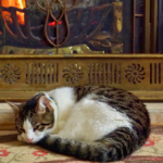 Get Jamie’s pre-winter checklist for your cat