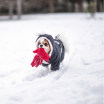 Cold weather dog walking tips for Hampshire owners