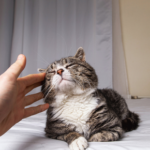How cold weather affects senior and arthritic cats