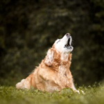 Life hacks for senior dogs – help them enjoy a more comfortable life