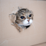 The Hampshire Vets’ top tips and tricks to entertain your house cat