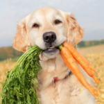 Jamie Cole talks overweight dog problems and eco-friendly treats