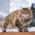 Head Vet Emily’s advice on keeping your outdoor cat inside over the winter