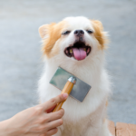 Benefits of grooming your dog for both of you