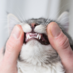 80% of cats in Hampshire will suffer from gum disease by the age of three