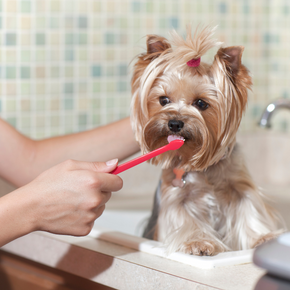 Vet Jamie Cole recommends six dental checks every dog owner should be making