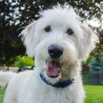 Protect your dog from worms in Basingstoke