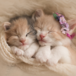 Why kitten vaccinations are so important and what they cover