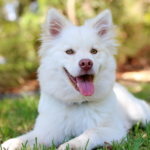 Prevent serious dog diseases with vaccinations