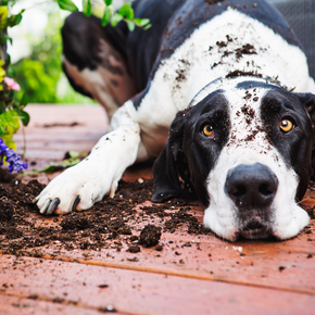 Jamie warns pet owners about spring poisons in the home and garden