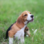 Jamie describes common dog allergies that can flare up spring