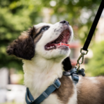 Vet Nurses in Basingstoke share their go-to puppy care tips