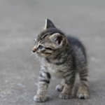Why you shouldn’t let kittens outside too early in  Basingstoke