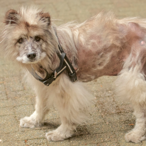 Jamie gives advice on why dogs get alopecia