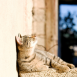 Vet Emily has advice for cat owners about heatstroke