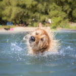 Dos and Don’ts for your dog when it’s hot in Hampshire