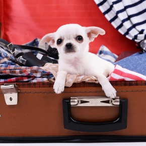 Booking an early bird holiday? Get prepared with Jamie’s dog travel tips
