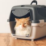 Struggling to get your cat into their carrier? The Hampshire Vet’s tips will help