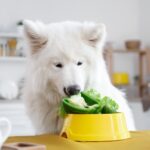 Vet Jamie Cole explains why Veganuary is a bad idea for cats & dogs