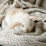 Vet Emily gives advice on vital winter rabbit care
