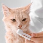 Get The Hampshire Vet’s guide to feline dental care