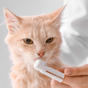 Get The Hampshire Vet’s guide to feline dental care