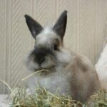 Good foods for dental health: advice for rabbit owners in Hampshire