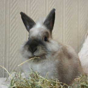 Good foods for dental health: advice for rabbit owners in Hampshire