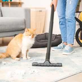 Spring cleaning indoor hazards for curious Hampshire cats
