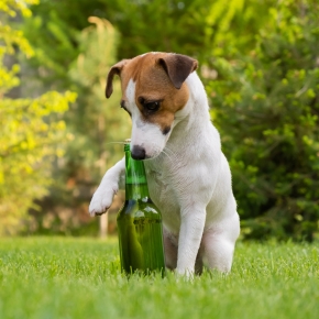 Pet friendly plants & spring gardening safety tips for dogs