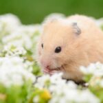 Get The Hampshire Vet’s guide to edible gardens for small furries