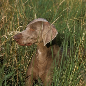 Vet Hannah answers FAQs on ticks and the health threat to dogs and humans