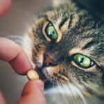 Need to give your cat a tablet? The Hampshire Vet nurses break it down