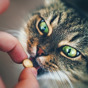 Need to give your cat a tablet? The Hampshire Vet nurses break it down