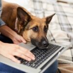 Emily shares advice for conquering canine cabin fever