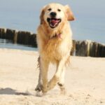 The Hampshire Vet’s Guide to a Worry-Free Beach Day with Your Dog