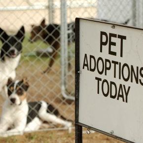 Vets in Basingstoke Share Pet Adoption Tips