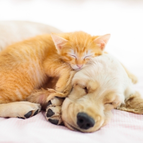 The Hampshire Vet’s New Puppy & Kitten Guide for Summer