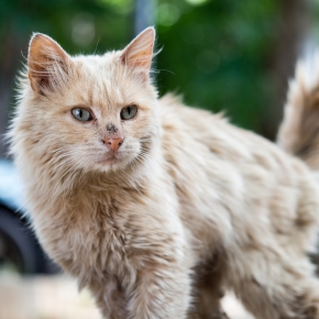 Cat Given Up on Grooming? Read Jamie’s Advice